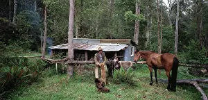 Kelpie: Cattleman and his Kelpie's dogs