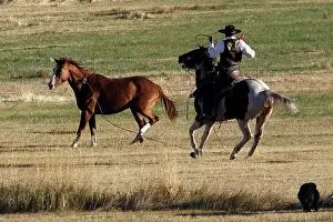 Ranches: Cattleman lassoing Quarter / Paint Horse