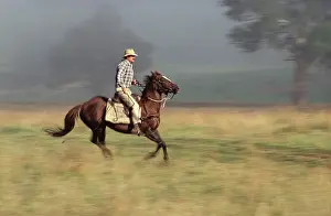 Mustering: Cattleman - during mustering at Tom Groging Station