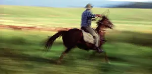 Mustering: Cattleman - During mustering at Tom Groging Station