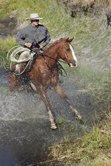Ranches: Cattleman riding Quarter / Paint Horse