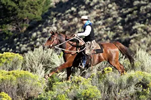 Ranches: Cattleman riding Quarter / Paint Horse