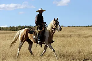 Ranches: Cattleman riding Quarter / Paint Horse
