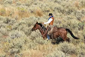 Ranches: Cattleman riding Quarter / Paint Horse - using lasso