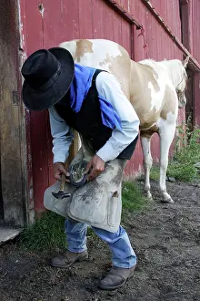 Hooves: Cattleman shoeing Quarter / Paint Horse