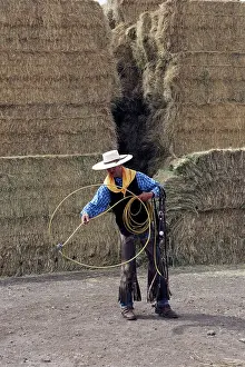 Ranches: Cattleman - using lasso
