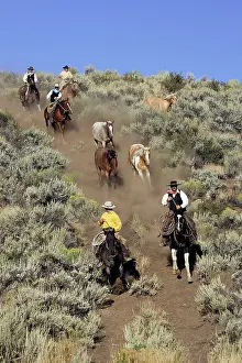 Ranches: Cattlemen herding Quarter / Paint Horses