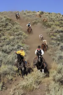 Ranches: Cattlemen herding Quarter / Paint Horses