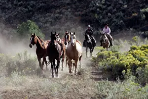 Ranches: Cattlemen herding Quarter / Paint Horses