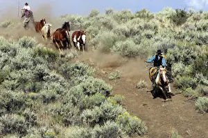 Ranches: Cattlemen herding Quarter / Paint Horses