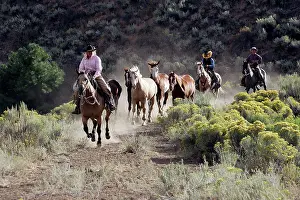 Ranches: Cattlemen herding Quarter / Paint Horses