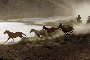 Ranches: Cattlemen herding Quarter / Paint Horses