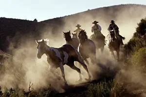 Ranches: Cattlemen herding Quarter / Paint Horses