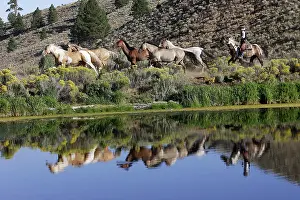 Ranches: Cattlemen herding Quarter / Paint Horses