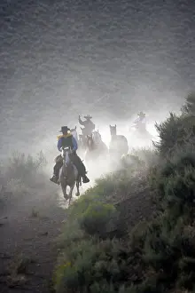 Ranches: Cattlemen riding Quarter / Paint Horse