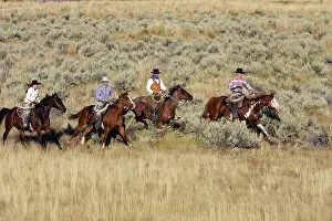 Ranches: Cattlemen riding Quarter / Paint Horse