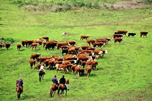 Mustering: Cattlemen rounding up cattle for branding