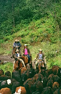 Stirling: Cattlemen taking cattle to the High Plains for