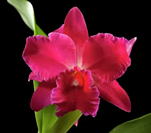 Cattleya - Orchid