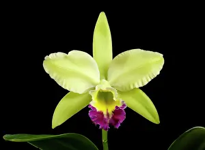 Cattleya: Cattleya - Orchid