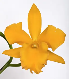 Cattleya: Cattleya Orchid