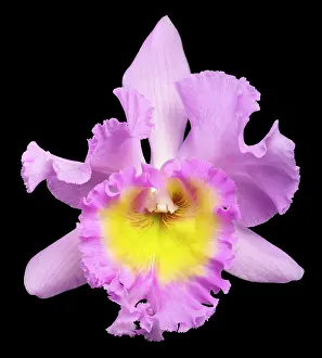 Cattleya: Cattleya Orchid