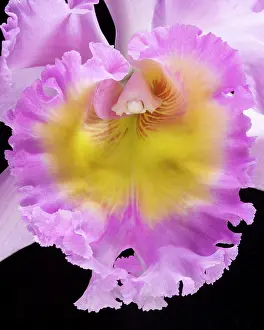 Cattleya: Cattleya Orchid - Cattleya hybrid - Detail of the labellum