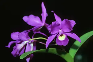 Kevin: Cattleya Orchid, (Cattleya skinneri), National