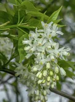 Flowered: Caucasian bladdernut, Staphylea colchica, in flo