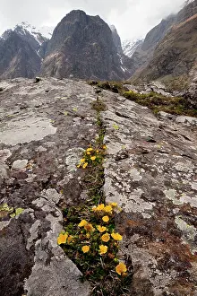 Potentilla: Caucasian Cinquefoil - in Devdoraki valley near