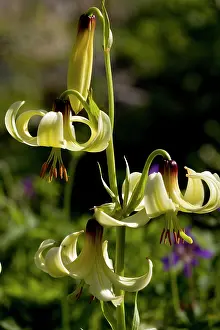 Geophyte: Caucasian Lily