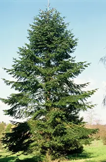 Firs: Caucasian / Nordmann's FIR