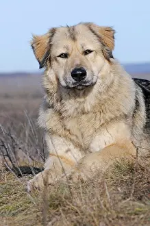 Loyal: Caucasian Ovcharka, female, sitting