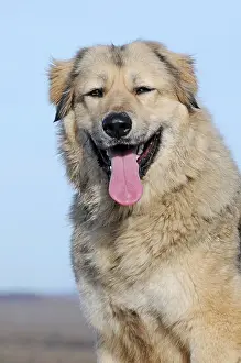Pant: Caucasian Ovcharka, female, sitting, with tongue