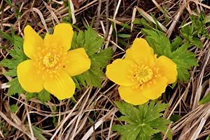 Trollius: Caucasus Globe Flower