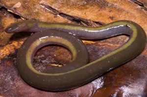 Cameron: Caudacaecilia Asplenia