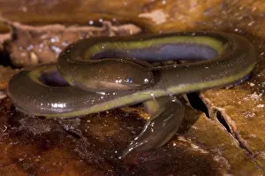 Cameron: Caudacaecilia Asplenia