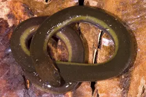 Cameron: Caudacaecilia Asplenia