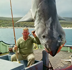 Anglers: Caught SHARK - Great White / White / White Pointer SHARK