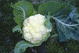 Cauliflower: Cauliflower