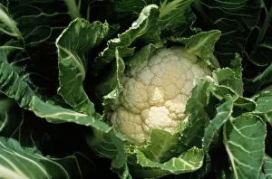 Certified: Cauliflower