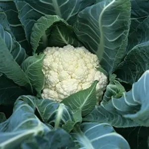 Cauliflower: Cauliflower
