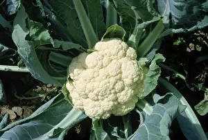 Mustard: Cauliflower