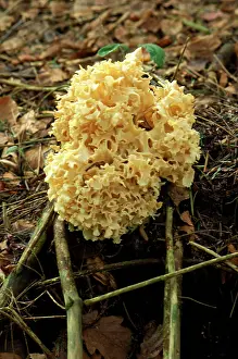 Brain: Cauliflower / Brain Fungus