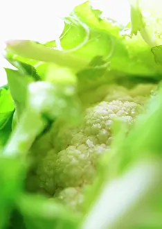 Brassica: Cauliflower, Brassica oleracea botrytis, Green subject