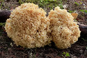 Crispa: Cauliflower Mushroom