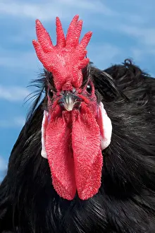 Caumont: Caumont Chicken Cockerel