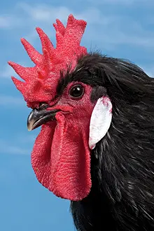 Caumont: Caumont Chicken Cockerel