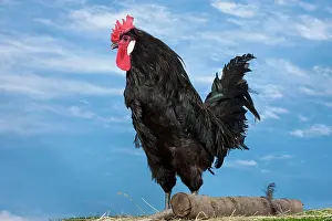 Cockerel: Caumont Chicken Cockerel
