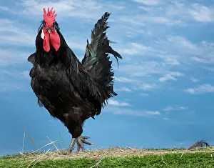 Cockerel: Caumont Chicken Cockerel